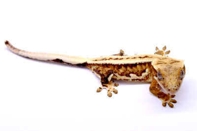 Геккон-бананоед реснитчатый  Lilly White (Rhacodactylus ciliatus), M